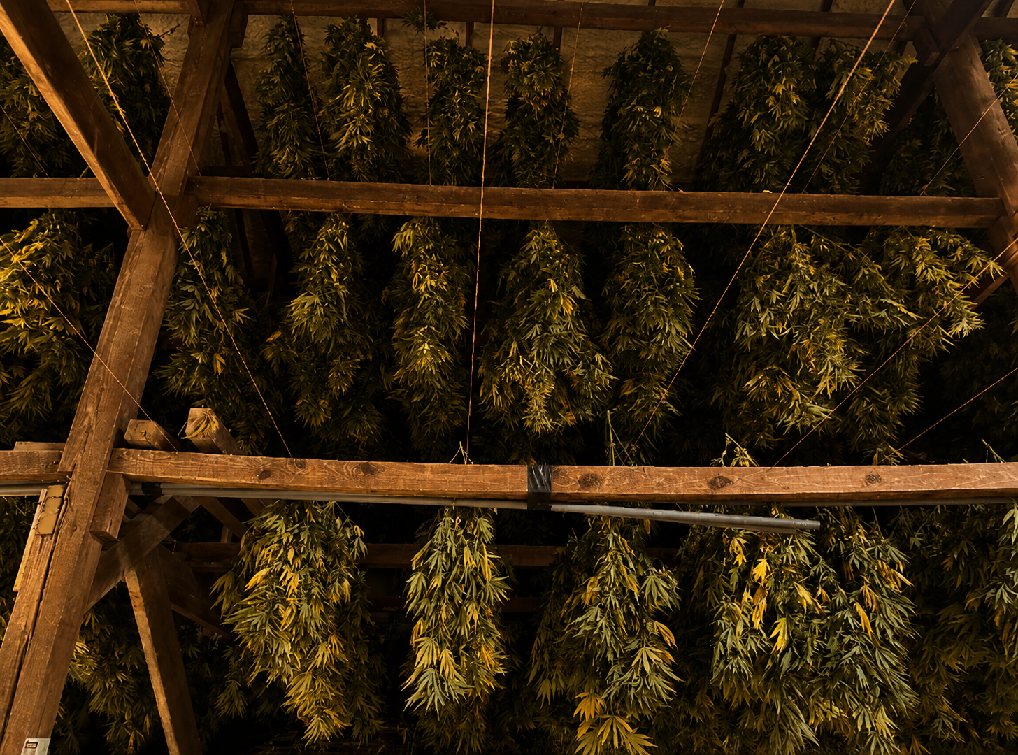 Drying & Curing